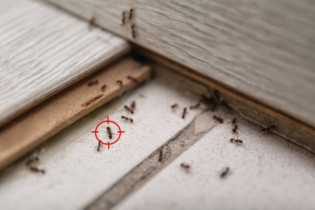 Best Rat Extermination Near Me  in Westhaven Moonstone, CA